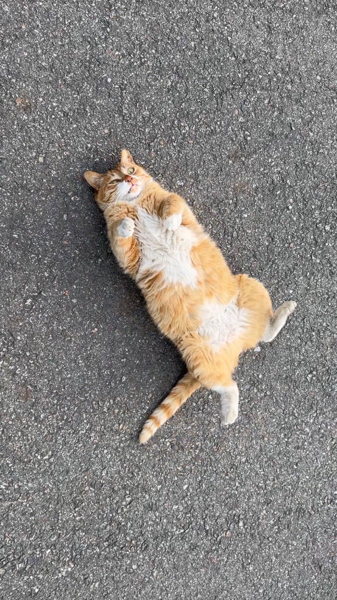 고양이 고도와 트찰라의 가족 찾는 김아람 tweet media