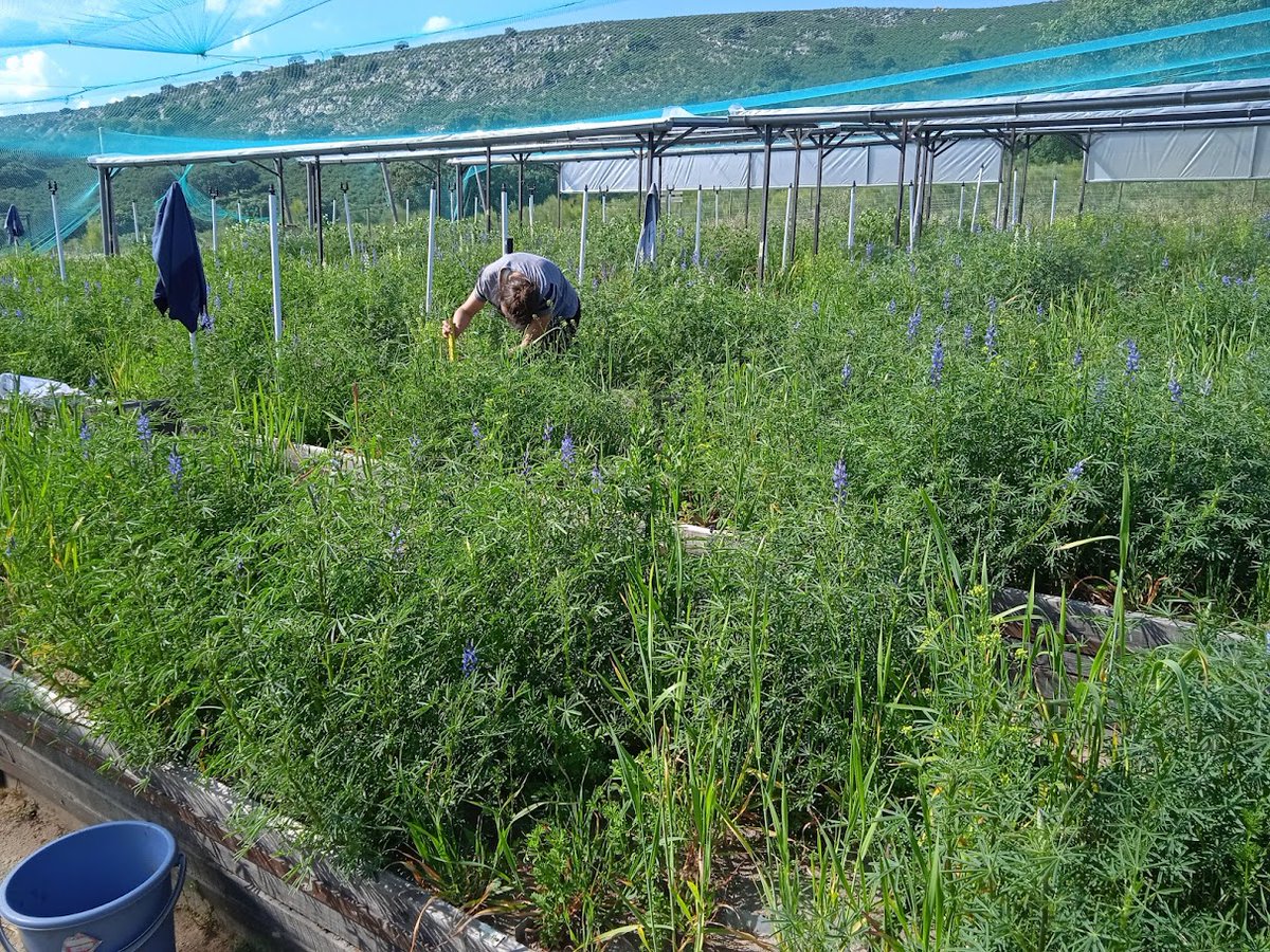 🌱🌾 Delving into coexistence in agricultural systems, @AnjaSchmutz and @ChristianSchob explore how coexisting plants evolve over generations to optimize productivity. Could this unlock sustainable farming secrets? usys.ethz.ch/en/news-events… #PlantScience #Coadaptation @ETH_en