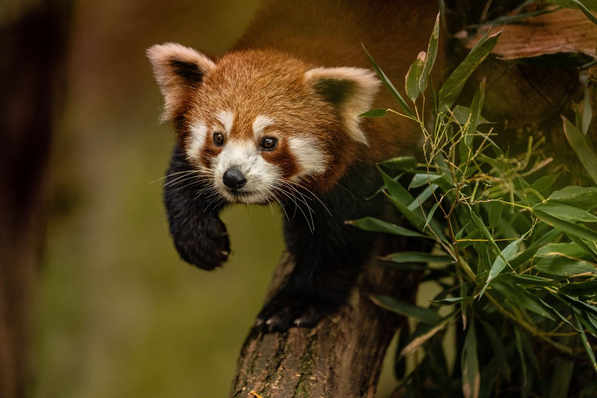 Le panda roux est de retour au Jardin des Plantes ! La Ménagerie, zoo du Jardin des Plantes se mobilise pour assurer l’accueil d’espèces menacées et sensibiliser le public aux enjeux de protection du vivant. Pour en savoir plus : bit.ly/3JkZuss