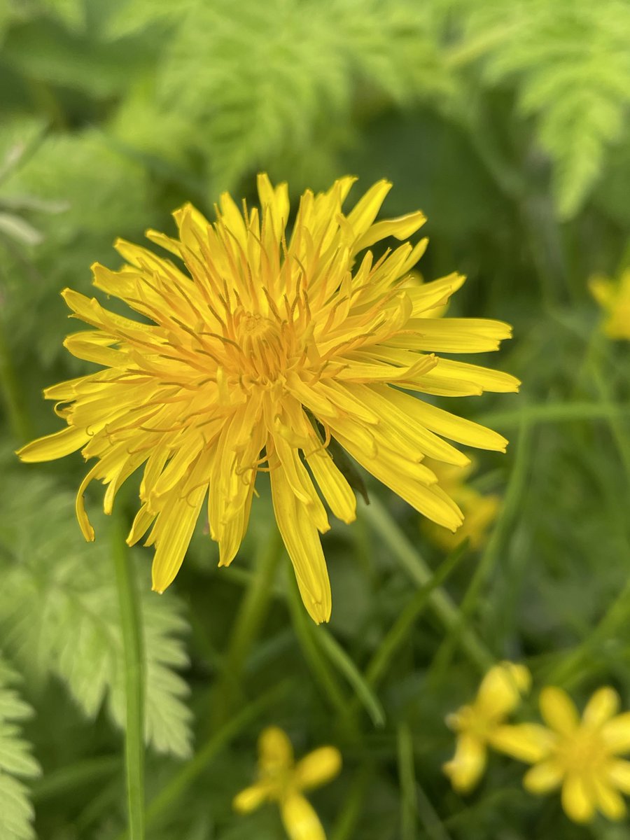 Looking fine and dandy on a sunny day. Dandelions are a lifesaver for pollinators in early spring. Food for bumblebees, solitary bees, honey bees, hoverflies, beetles and butterflies! And later in the summer house sparrows and goldfinches love their seeds. #EveryoneNeedsNature