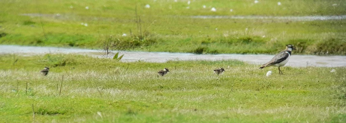 The first Lapwing #chicks of the year have been spotted on the Wet Grassland! #Spring #Birds #Birdwatching Image Credit: Matthew Scarborough