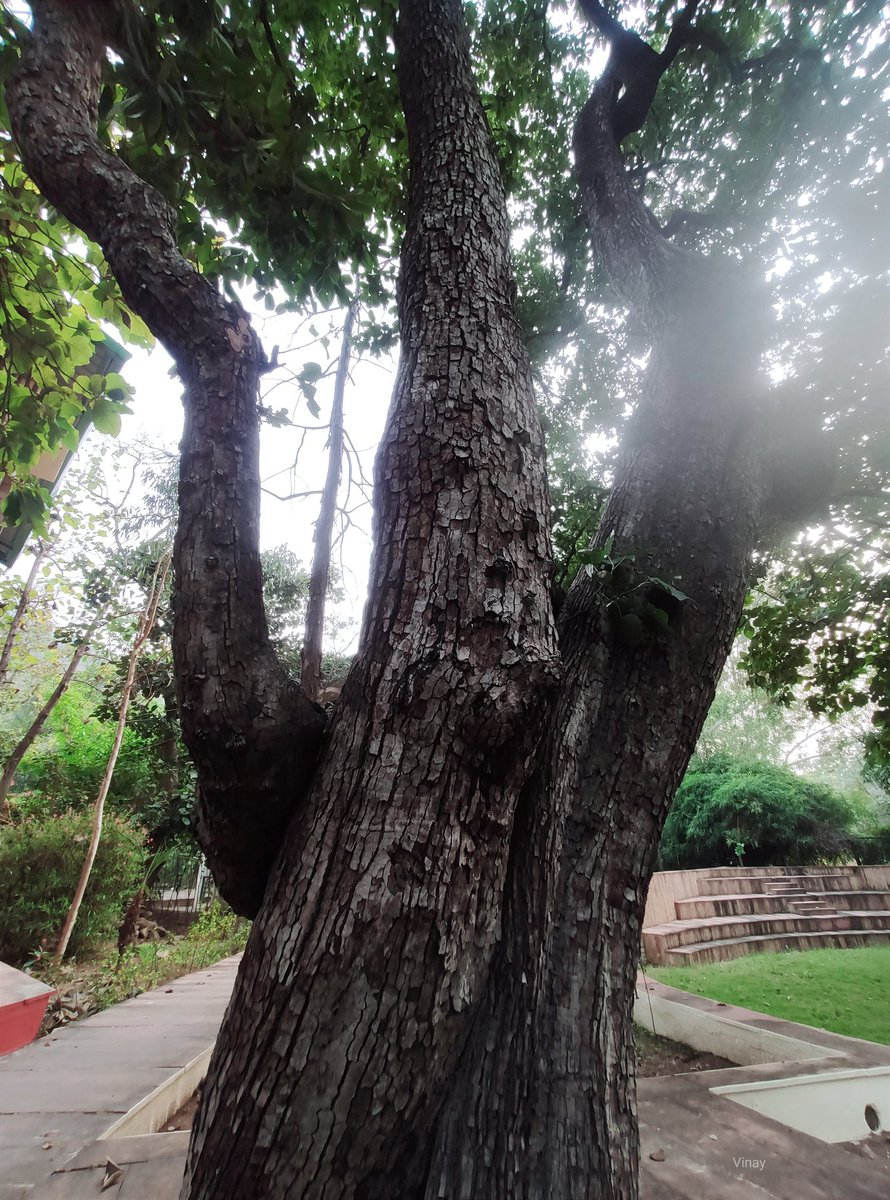 Happy #thicktrunktuesday treelovers! #trees #nature #naturelovers #treepeople @keeper_of_books @friends_trees @TreesPics @arborsmarty