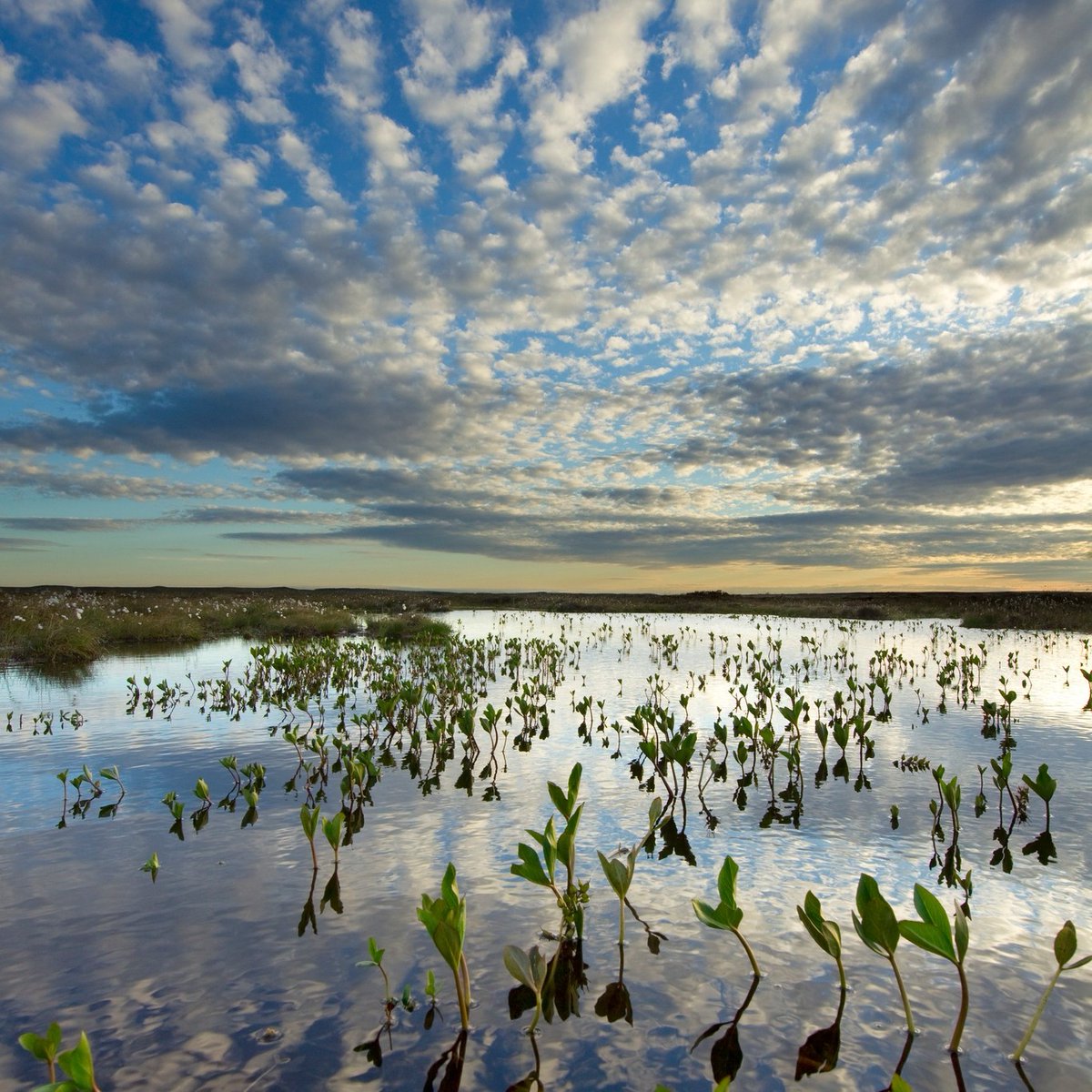 PEAT IN PARLIAMENT 📣

Next week, a bill that seeks to ban peat sales will be introduced to parliament – after a staggering 40 years of campaigning to keep peat in #BogsNotBags.

(1/4)

📷 Mark Hamblin/2020VISION