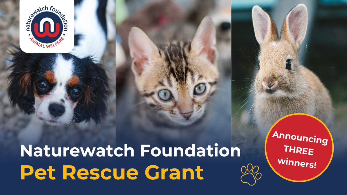 1/5 PET RESCUE GRANT UPDATE 🐶🐱🐰 Thanks to our wonderful supporters, we’ve awarded grants to three fantastic frontline animal rescue charities that are working with pets who’ve been exploited for profit. Meet them below! #PetRescueGrant