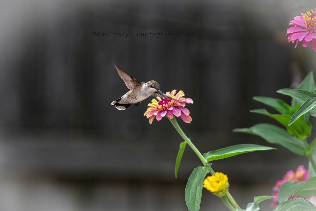 #Hummingbird-Very Tasty. Another cute visitor to my backyard gardens. This lovely lady decided to change up her diet from the #lobelia and the feeders throughout my yard. This would be a great gift for the hummingbird lover in your life!