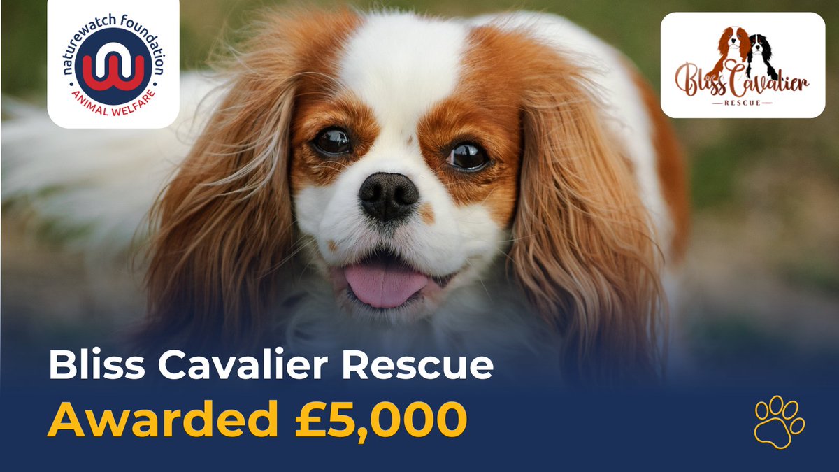 2/5 🐶 Bliss Cavalier Rescue has been awarded £5,000 to help pay for vet care for up to five ex-breeding Cavalier King Charles Spaniels from the pet trade. @RescueBliss are tireless advocates for Cavaliers, who often suffer from health issues due to poor breeding practices.