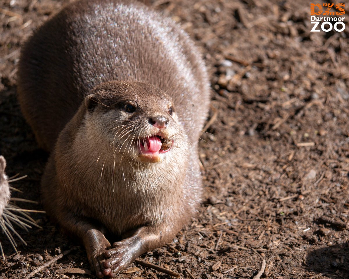 An Otterly adorable #TongueOutTuesday! 🦦 📷 Marketing Kira #dartmoorzoo #DZS #WeBoughtAZoo #otter