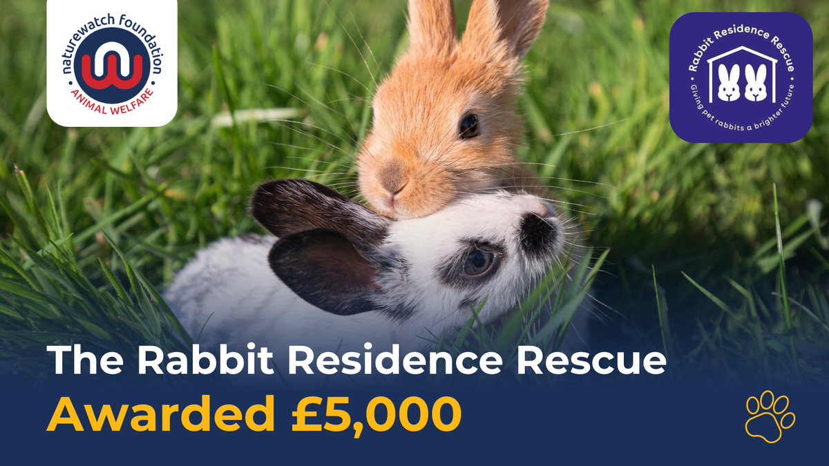 @RescueBliss 4/5 🐰 The Rabbit Residence Rescue has been awarded £5,000 to fund vet care for rabbits who’ve been bred to look cute. Rabbits with flat faces & lop ears often suffer from painful dental, eye & ear issues. @residencerescue will use the grant to improve their quality of life.