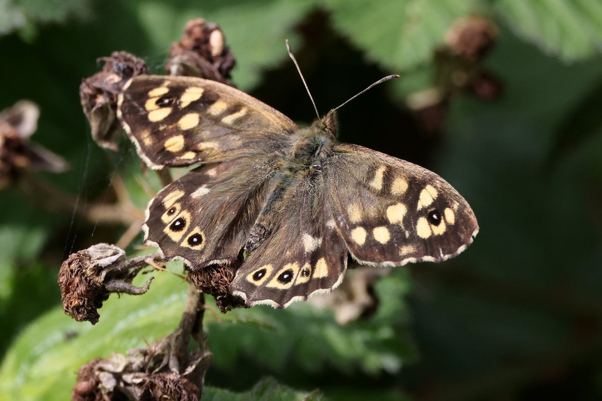 Speckled Wood at Fingringhoe Wick.