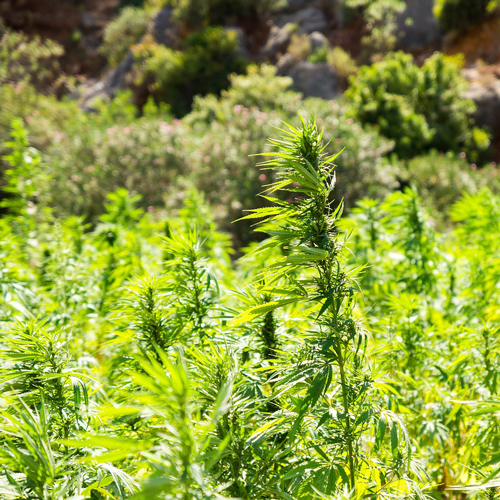 WellspringCBD.com tweet media