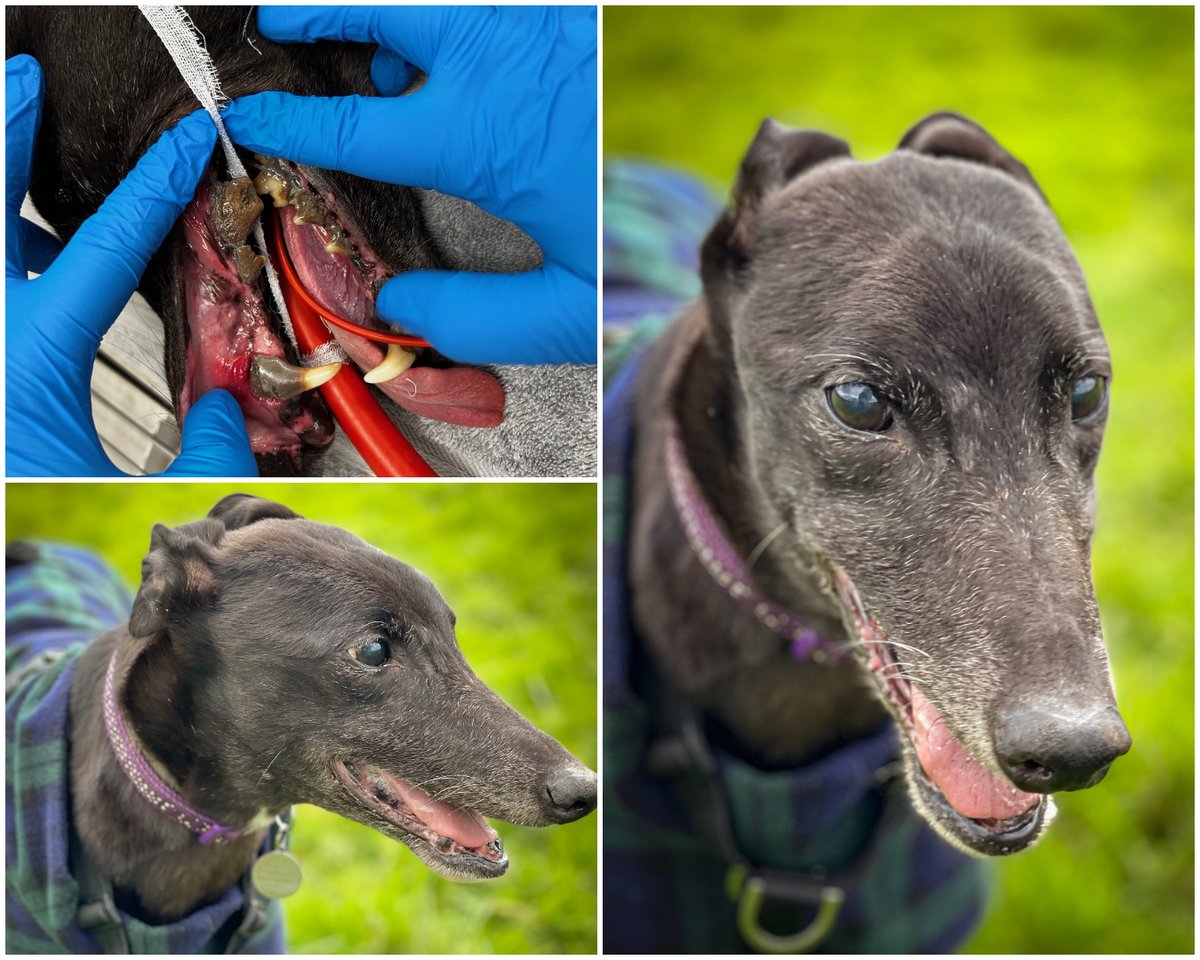 Eleven-year-old Mavis has recently come into our care, and we were horrified to see the state of her teeth. They had clearly suffered years of neglect - we had to do something to relieve the crushing pain she was undoubtedly suffering. Read her story here: foreverhoundstrust.org/the-effect-of-…