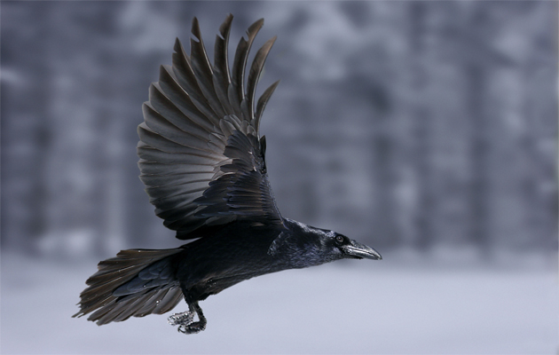 Welsh folklore tells us to respect ravens: 'The raven in Welsh lore is closely connected with King Arthur, whose soul was supposed to hover in the form of that bird over his favourite haunts. In Wales, as well as in Cornwall, it is unlucky to kill a raven.' #FairyTaleTuesday