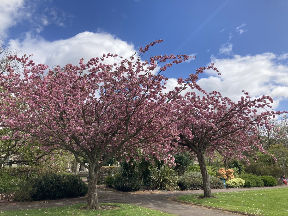 The cherry blossoms or 'Sakura' are looking blooming beautiful in Cathays Park! 🌸 #Wales #Sakura #Spring #CherryBlossoms