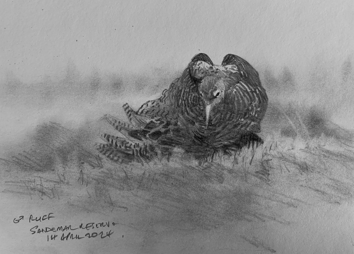 Ruff; Male hunkered down at rest HB Pencil fieldsketch Sandemar, Sweden.