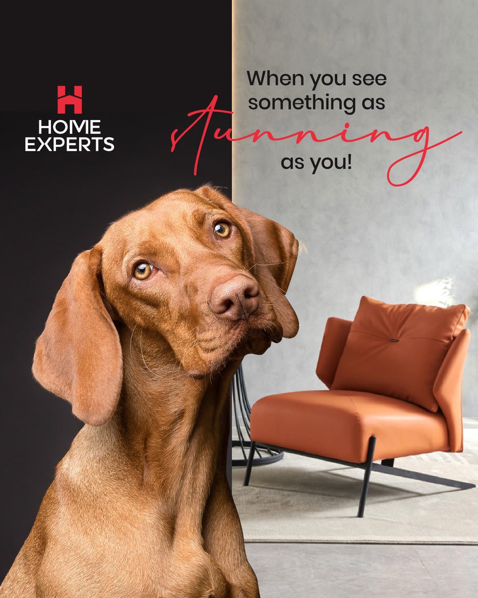 There is no denying that our furry friends 🐕 have great taste!
.
.
#sofa #homedecor #couch #sofadesign #sofamodern #sofaset #luxurysofa #homeexpertsind #luxuryhome #furniturestore #livingroomfurniture #luxuryfurniture #homeinterior #luxurylifestyle