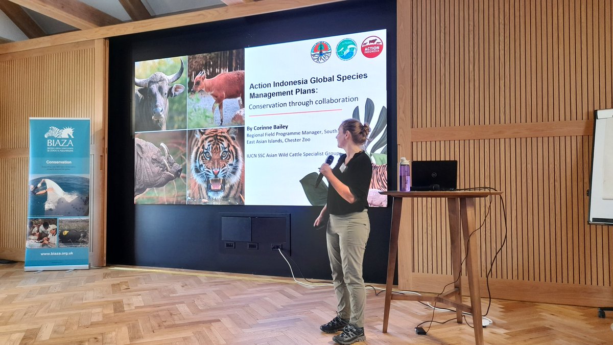 Corinne Baily @chesterzoo talks about the Global Species Management Plan for Action Indonesia, - Supporting lesser-known species like banteng and anoa 🐮