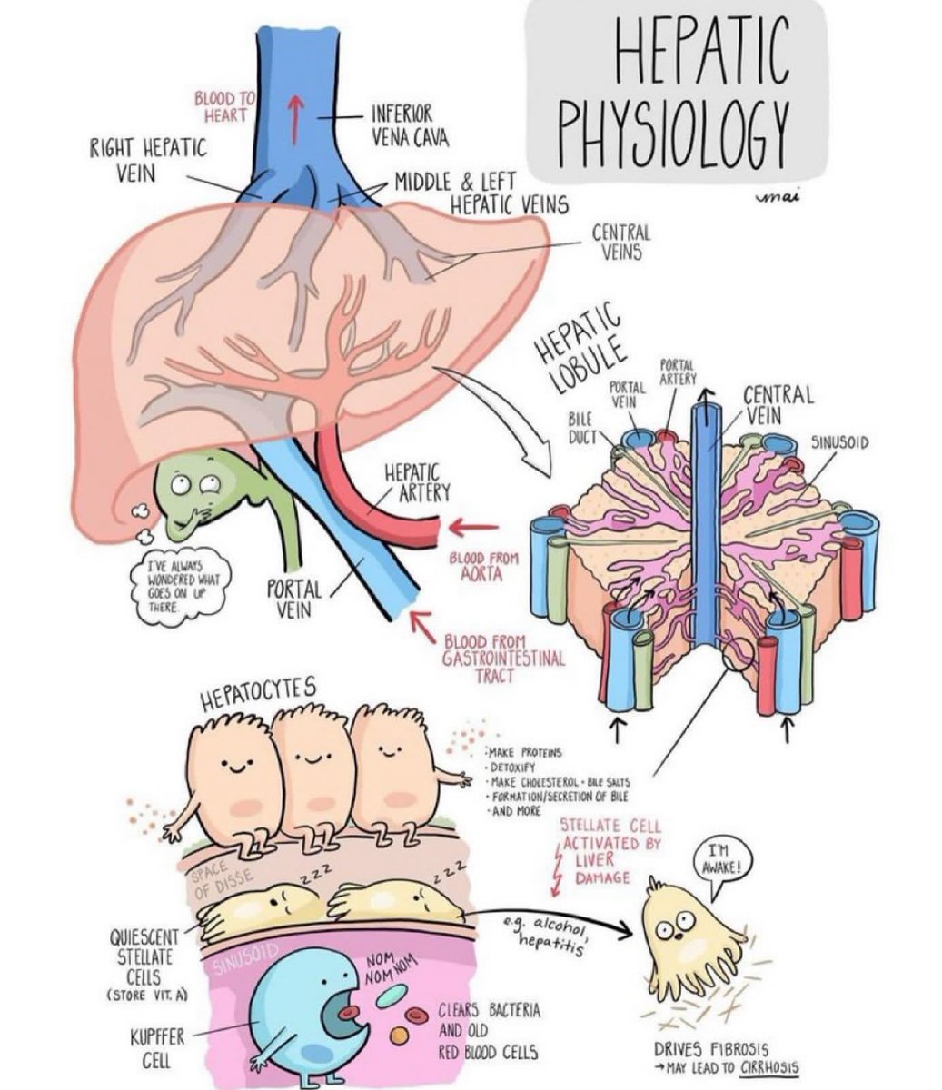 Liver physiology 😅

#GITwitter #MedEd #FOAMed 
Credit: Mai Doodles