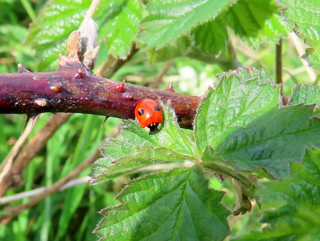 Good counts of ladybirds at #WyverLaneNR today including 38 Seven-spot (mostly seen on White Dead-nettle), 8 Two-spots and 5 Harlequin (harmonia axyridis f. succinea variant). @DaNES_Insects @DerwentBirder @DanielCMartin1 @Mightychub @CliveAshton5 @chriscx5001 @DerbysWildlife