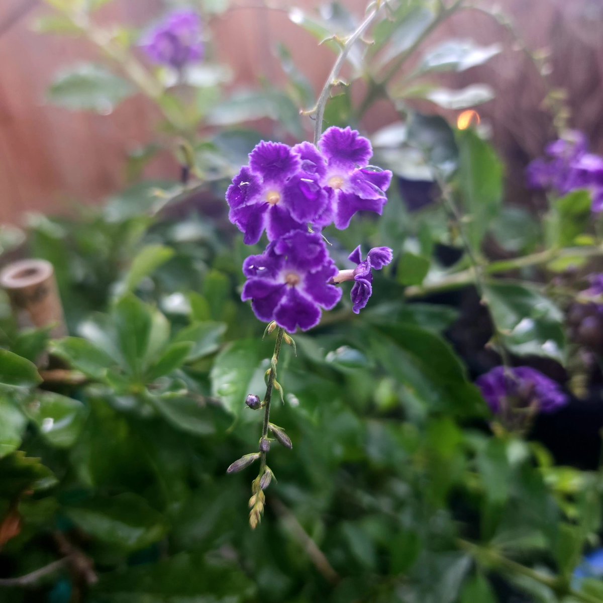 Some shots of the garden this year after the rain