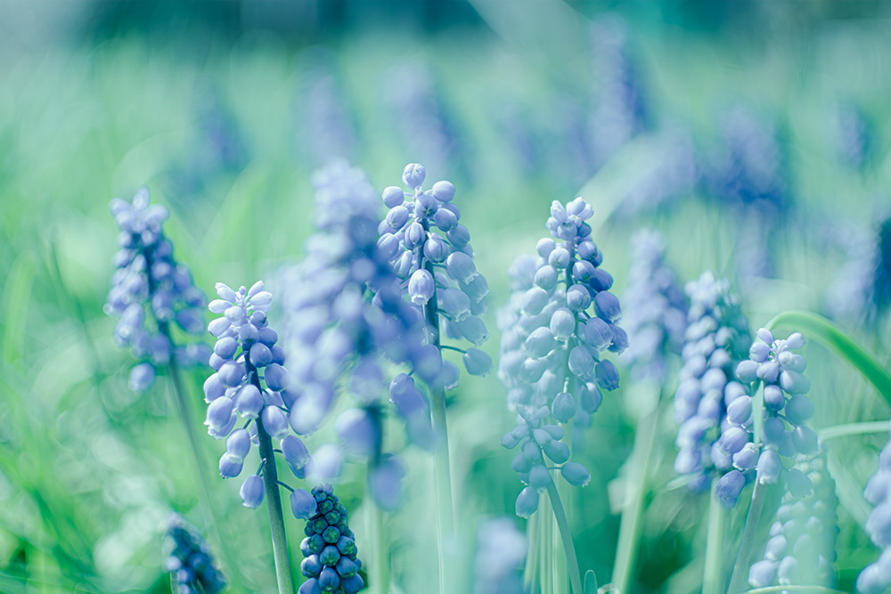 good_graph's tweet photo. 桜の季節はおわったけど春の花はいい✨

#花 #写真 #春 #spring #flower #カメラ #camera #photo https://t.co/LXt0xp2YwR
