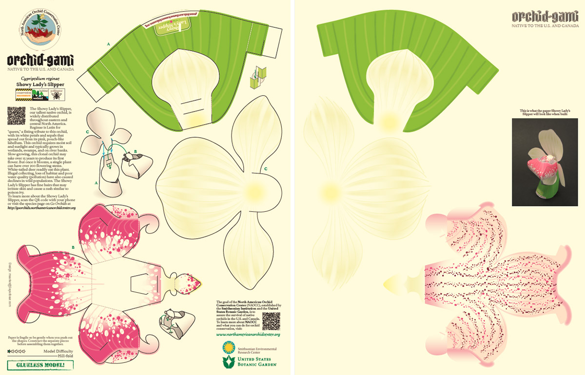 Did you know today is #NationalOrchidDay? Craft your own Showy Lady’s Slipper with this family-friendly “orchid-gami” activity from the North American Orchid Conservation Center. Find instructions on our Festival Blog: s.si.edu/3y8Ua7o #FutureOfOrchids #EarthOptimism