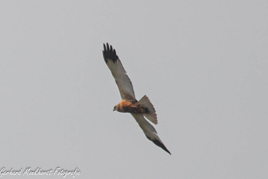 20240413 Bruine Kiekendief man (Western Marsh Harrier, Circus aeruginosus) boven Tiengemeten
#kiekendief #vogels #roofvogels #tiengemeten
