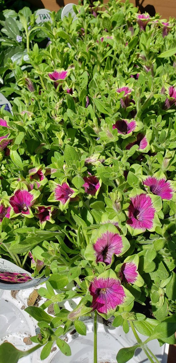 🤩🤩🤩💕💕💕🌻🌻 some beautiful flowers! I love these speckled petunias The purple ones look like a starry sky! 🌌🌌⭐🌟🌌⭐🌟🌌⭐🌟🌌🌟⭐🌌🌌