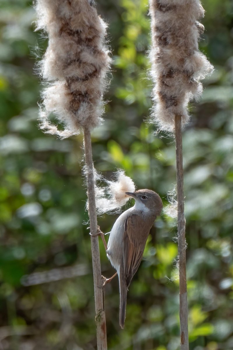 More lovely photos from volunteer Graham...you can read his sightings report and see more photos on our latest blog: bit.ly/wildflowersand…