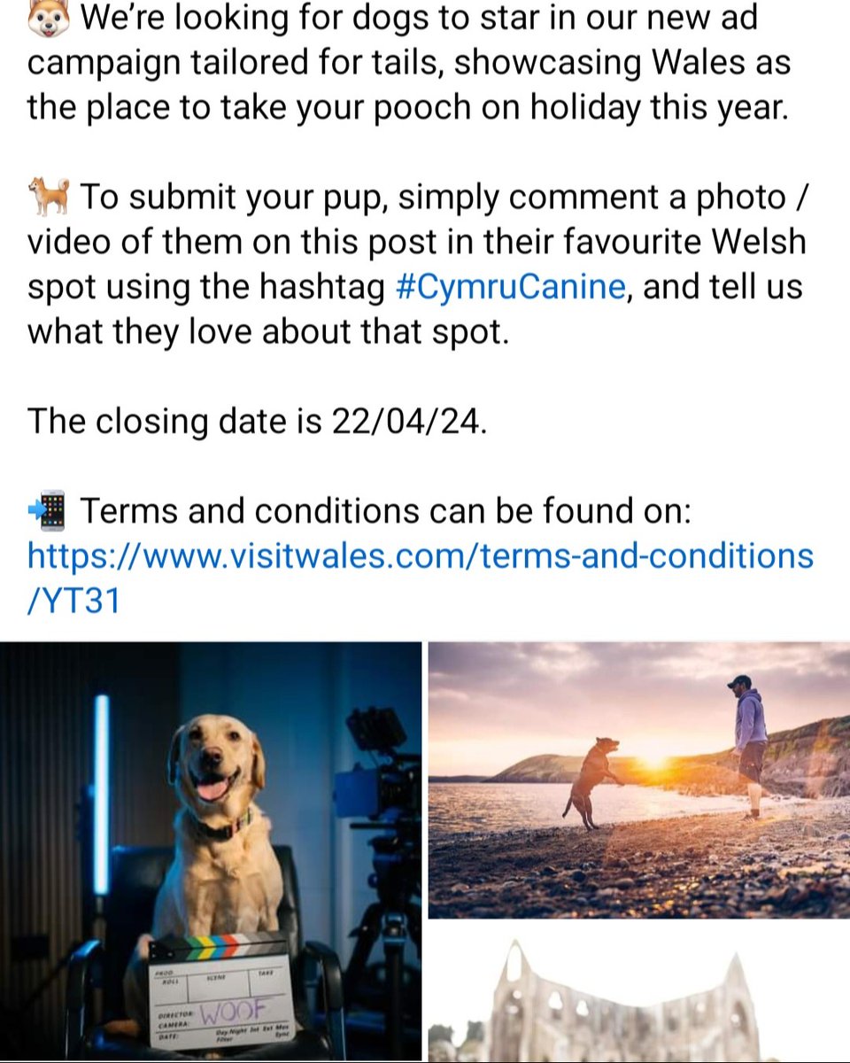 We’re looking for dogs with star pawtential for our ad new campaign - showcasing #Wales as the place to take pooches on holiday Please share and find out how to take part via Facebook and Insta - ow.ly/t7mr50Rhb31 Closes 22/04/24 #CymruCanine