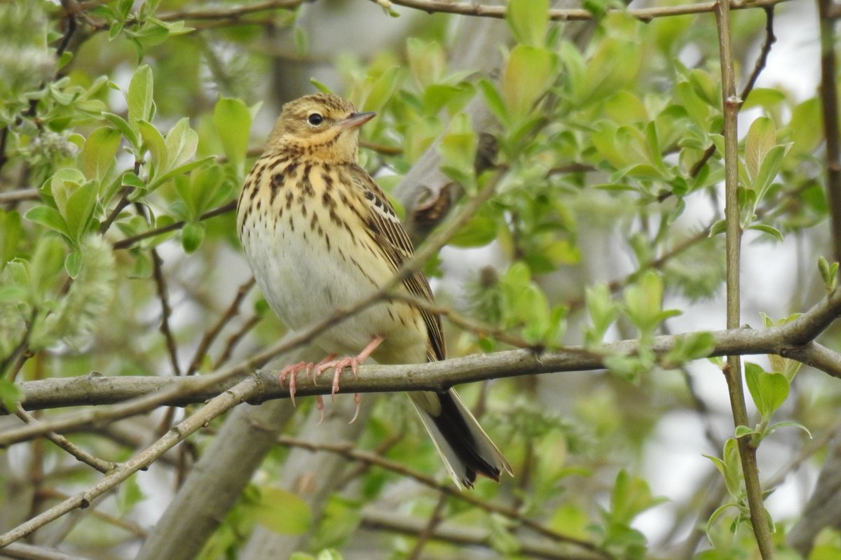 Hines1Peter's tweet photo. Lots of activity at Stretford Meadows (MCR) this am, with 2 Tree Pipit (1 singing), male Redstart, Grasshopper Warbler reeling briefly and 2 Common Whitethroat, the highlights. https://t.co/xKvE8pyTYA