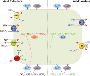 The_shefeeq's tweet photo. Happy to share our recent review article with @astrogul  and Christine Rose on pH-regulating mechanisms of astrocytes in the brain 
https://t.co/SNZIPJCIjg https://t.co/Kb1JsRuBr3