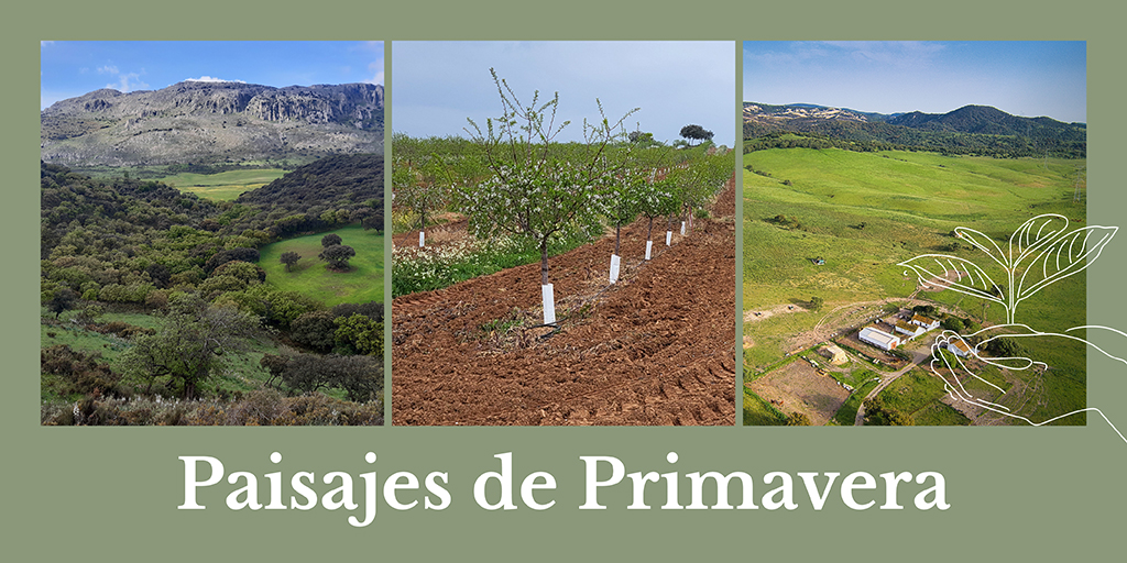 Y la primavera nos sigue dejando paisajes tan extraordinarios como los que nos regalan estas preciosas vistas aéreas llenas de color verde. 💚​ 🌳 Alcalá de los Gazules​ 🌳 Villaviciosa​ 🌳 Paraje del Torcal