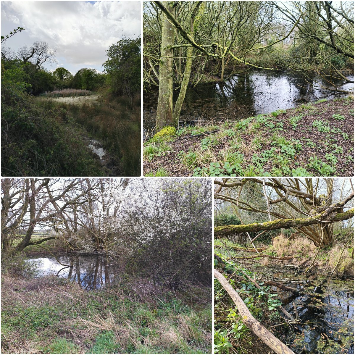 What do all these #ponds have in common? 🐸 We are planning on restoring them to their full potential this year for the benefit of water quality, habitat enhancement and biodiversity! 🫧 #collaboration