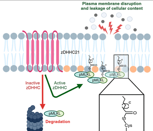 📢 We've been busy!!! 🎉 Look up our latest work Congrats @Paul32737404, @Ricardo35728011, and big thanks to our collaborators @FJSierraValdez @AtillaLab pubs.acs.org/doi/10.1021/ac… pubs.acs.org/doi/10.1021/ac… Undergrads are working hard in the lab as well, stayed tune! @UBengineering