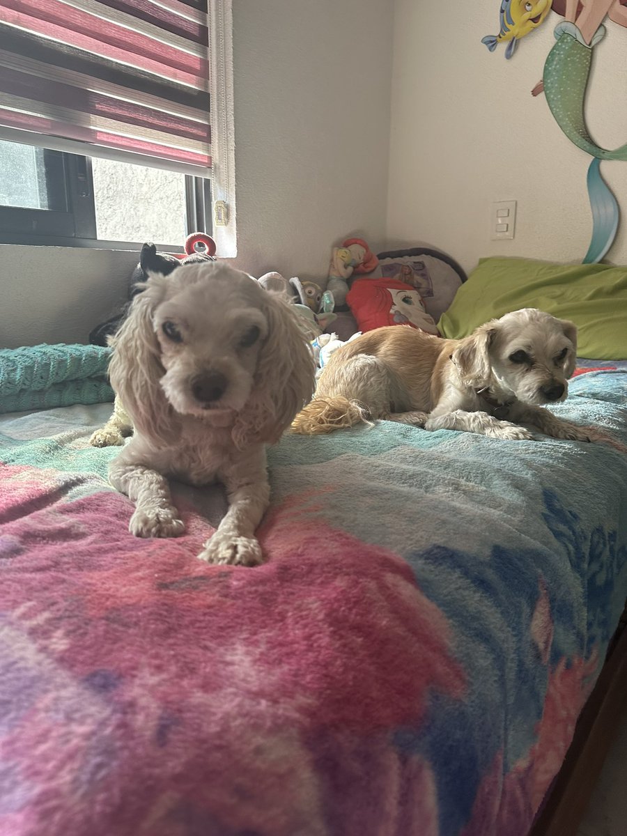 1998meeligc's tweet photo. Mis tres criaturitas ya despertaron✨🐶🐶🐶✨ https://t.co/8nFYsQ0DfA