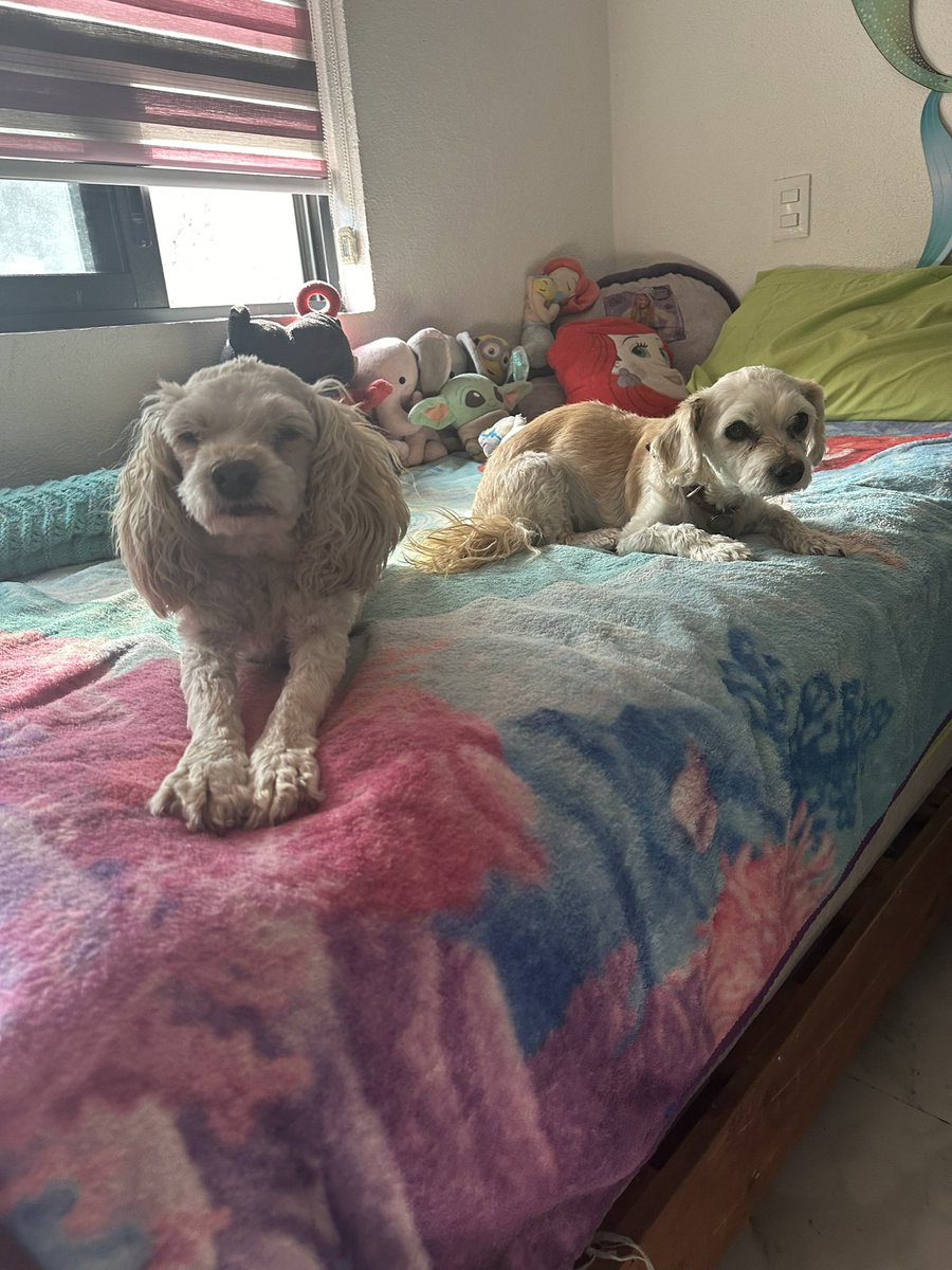 1998meeligc's tweet photo. Mis tres criaturitas ya despertaron✨🐶🐶🐶✨ https://t.co/8nFYsQ0DfA