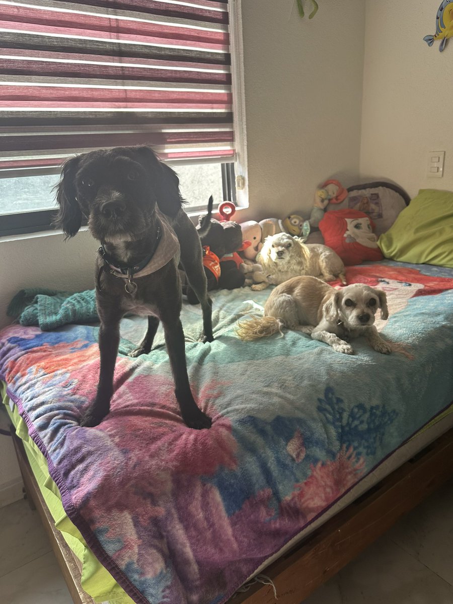 1998meeligc's tweet photo. Mis tres criaturitas ya despertaron✨🐶🐶🐶✨ https://t.co/8nFYsQ0DfA