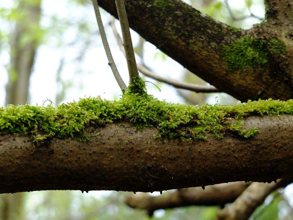 CHORLEY 14-04-24.
Astley Park, mossy branch in the trees.
#Chorley #woodland #AstleyPark #moss #trees