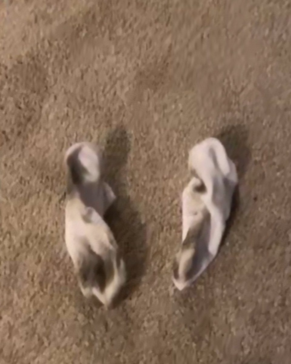 RXKNephew tweet media