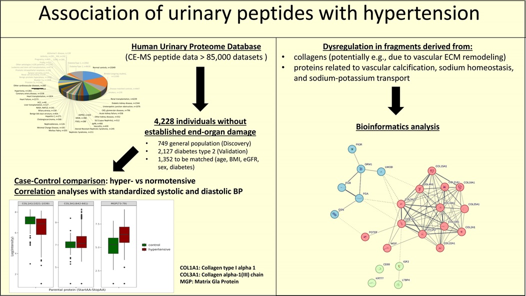 A study led by Persu shows that hypertension is associated with an altered urinary peptide profile nicely summarised in a lovely schematic too