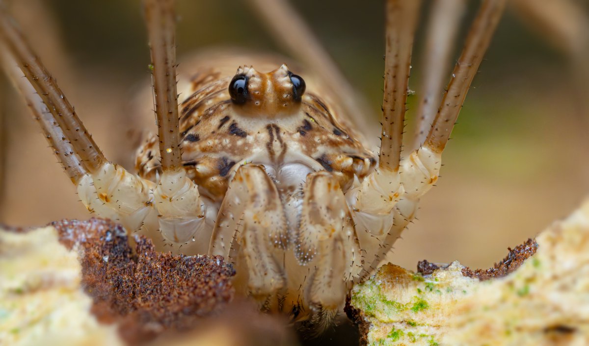 The Spring Harvestmen (Rilaena triangularis) that I've been seeing grow up all winter are starting to look like adults now. Not sure if this one is quite there yet? 🤔 @Megabunus @BritishSpiders