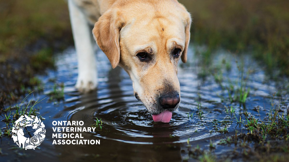 Leptospirosis is caused by bacteria carried mainly by rodents and wildlife. Pets can become infected through contact with the urine of infected animals and by swimming in stagnant water or drinking contaminated puddle water. Ask your vet if your pet should be vaccinated.