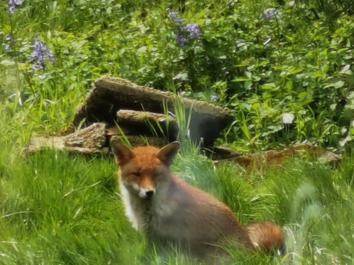 This beautiful fox was enjoying the spring sunshine in my garden this morning. <a href="/ChrisGPackham/">Chris Packham</a> #FoxOfTheDay