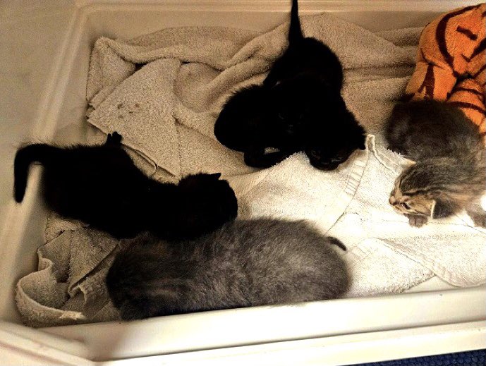 🆘CODE RED: CRITICAL🆘 FIVE precious, teeny-tiny, 2-3 week old bottle-feeding #KITTENS need #IMMEDIATE #RESCUE‼️ PLEASE #RT #PLEDGE #FOSTER #ADOPT - everything you can do to #HELP them✔️ #cats #kittens #rescue @cobbkitties #MARIETTA #GA #SharingSavesLives RT@sachikoko