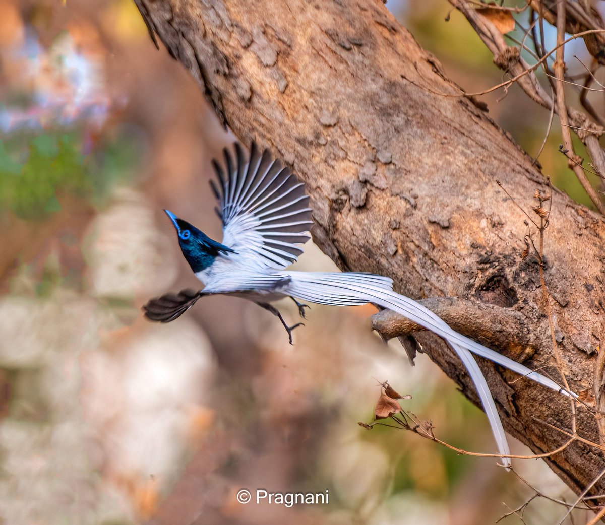 Asian Paradise Flycatcher 

Ameenpur Lake 

#IndiAves  #birdphotography #birds #BirdsSeenIn2024 #BBCWildlifePOTD
#AmeenpurBHS
#Hyderabad
#ThePhotoHour