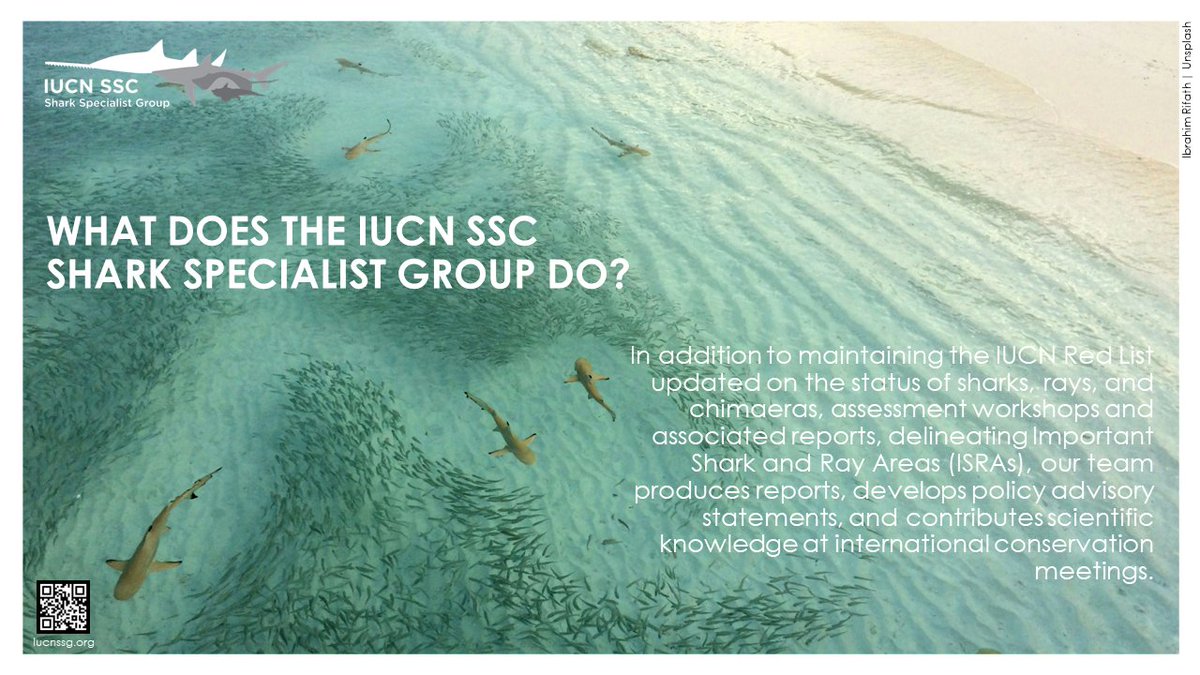 Learn more about the IUCN Species Survival Commission Shark Specialist Group! iucnssg.org/faq.html
