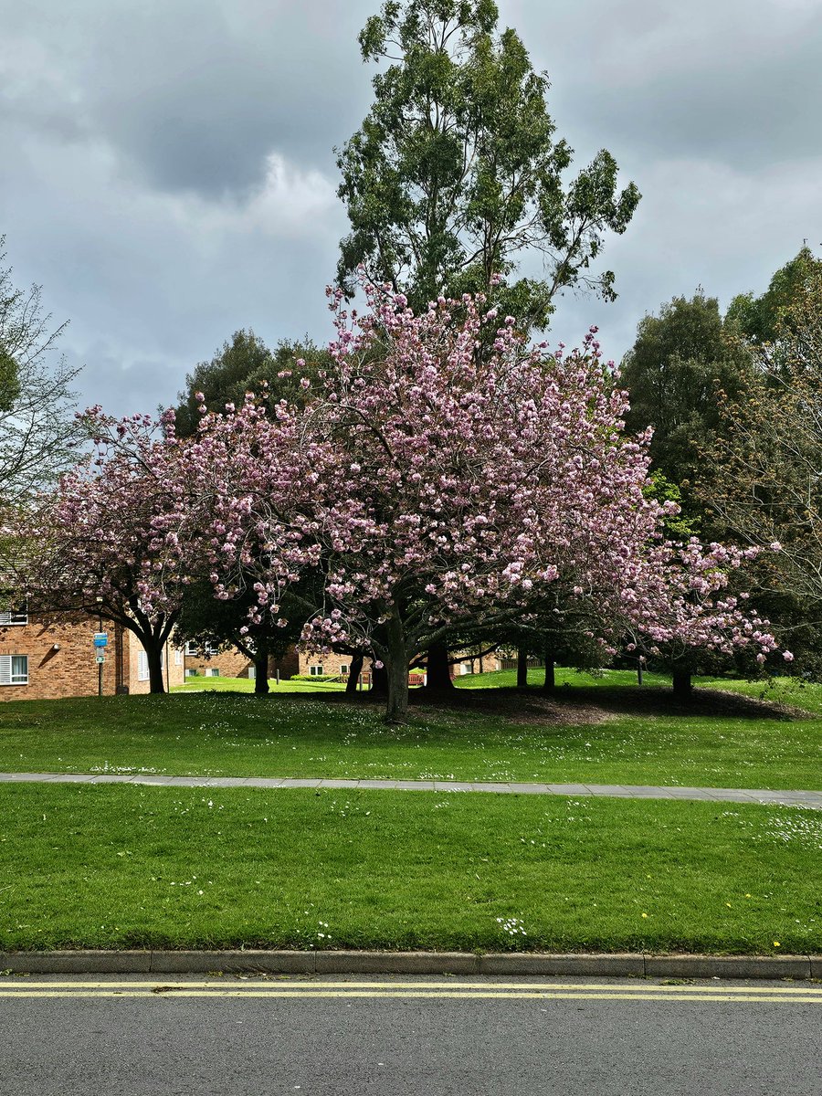 #CherryBlossoms at #Warwick university #Coventry #UK