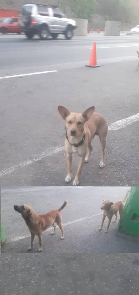 Abandonados en el km O de la autopista Gran Mariscal de Ayacucho, corren peligro, son muy cariñosos. No hay contacto, los tienen resguardados en el comando de la Guardia.