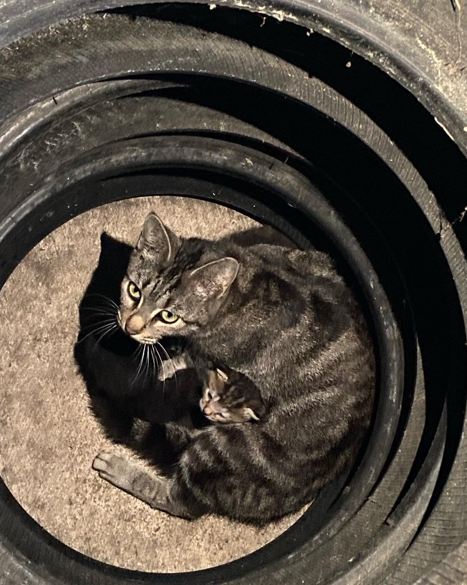 Don’t mess with this momma cat. She is protecting her little ones. We can learn so much from her. Creation reveals Gods perfect plan #parentingmatters #nextgeneration #watchandlearn #Sustainability