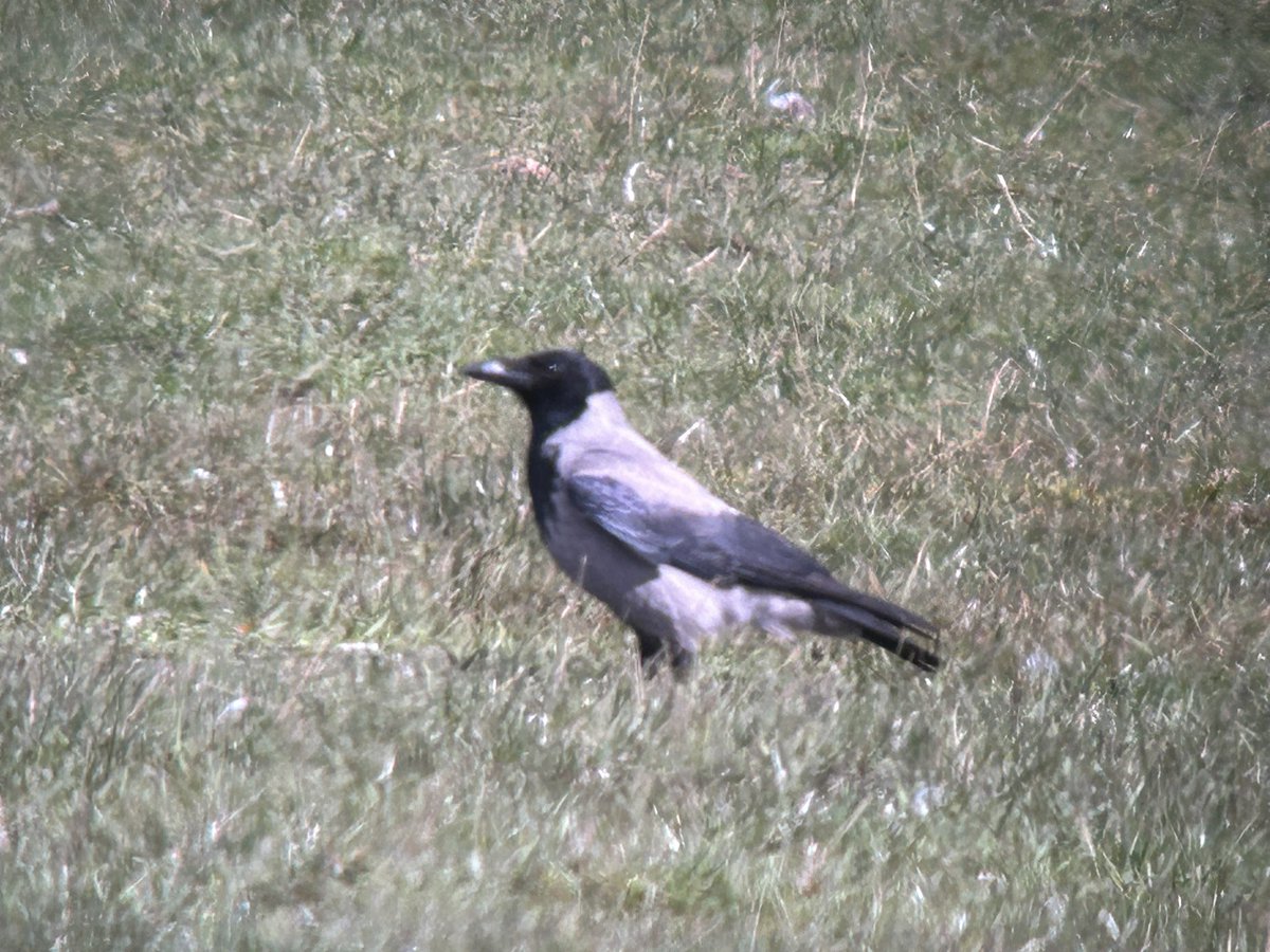 Rarer for me than the Caspian Gull it shared a field with, this Hooded Crow was a full fat patch ✅, fields N of Gladhouse this afternoon @birdinglothian @PatchBirding